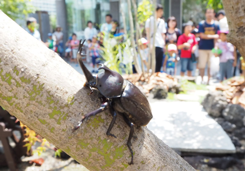 カブトムシ狩り